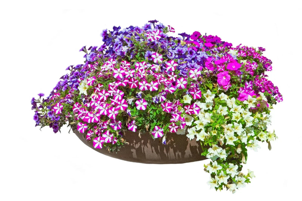 Petunia Flower Seeds 200+ Non-GMO Rare Seeds for Planting | Petunia x hybrida - Vibrant Colors for Gardens & Containers
