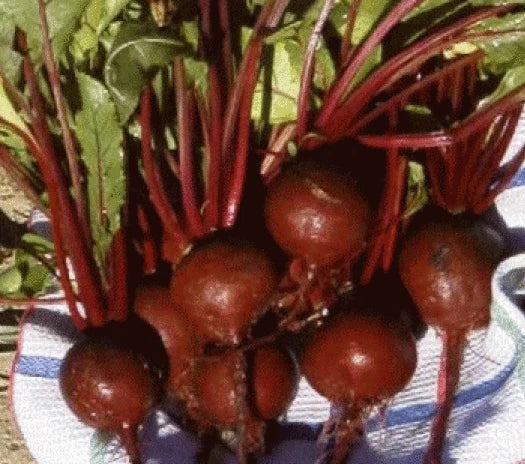 Heirloom Beet Seeds - 25 Detroit Dark Red Seeds | Beta vulgaris | Non-GMO Organic Vegetable Seeds for Home Gardening