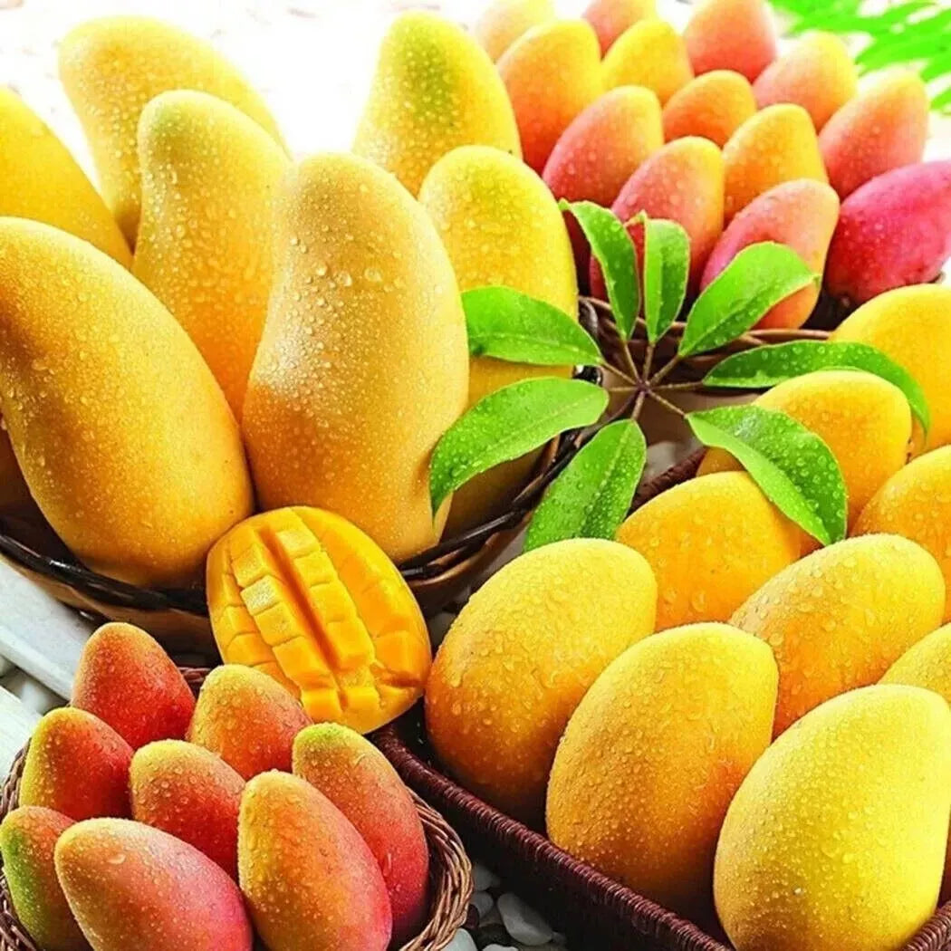 Nam Dok Mai Mango Seeds 3 Pack - Super Sweet Juicy Variety - Mangifera indica - Tropical Garden Planting