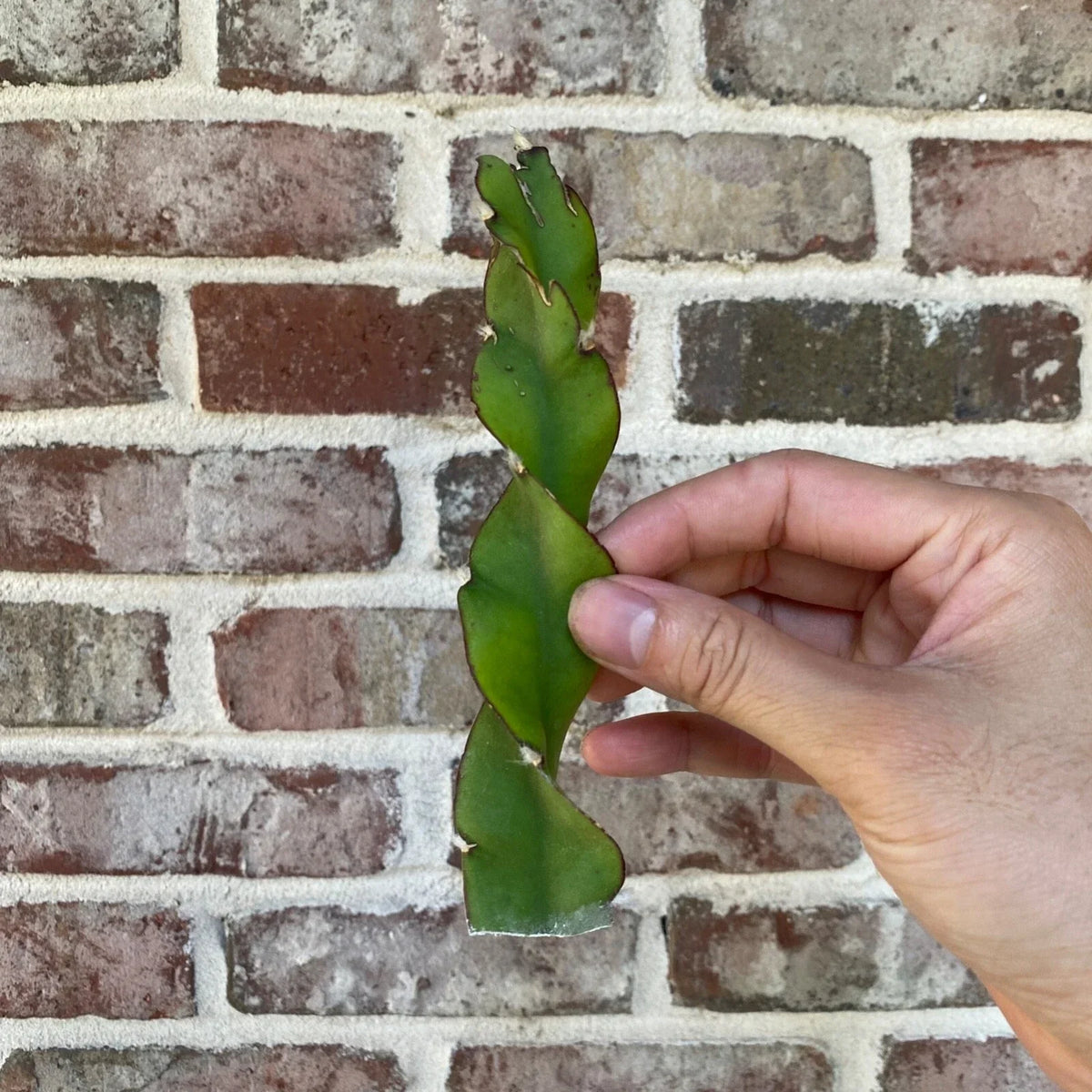 Hurricane Cactus Cutting - 6-Inch Lepismium cruciforme f. spiralis - Unique Indoor Plant for Home Decor