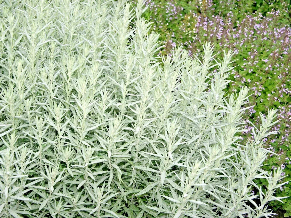 300+ Prairie Sage Flower Seeds - White Sagebrush Wildflower - Artemisia ludoviciana - Native Perennial for Smudging
