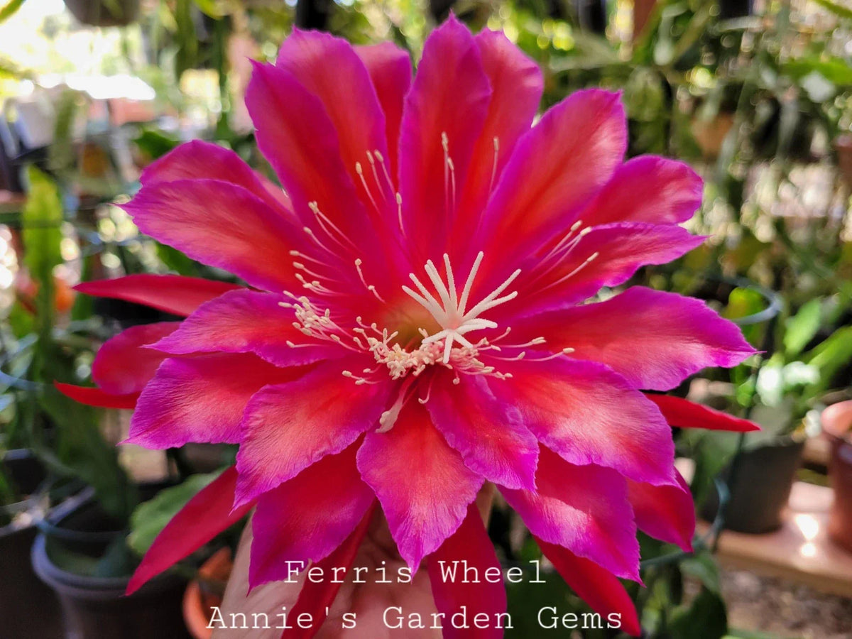 Epiphyllum Cuttings - Unrooted 8-10 Inch Ferris Wheel Variety - Exotic Houseplant (Epiphyllum spp.) for Propagation
