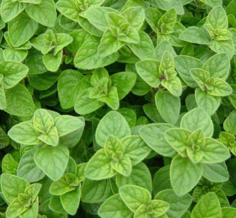 Italian Oregano Seeds 2000+ Non-GMO Culinary Herb Spice Garden Seed Origanum vulgare