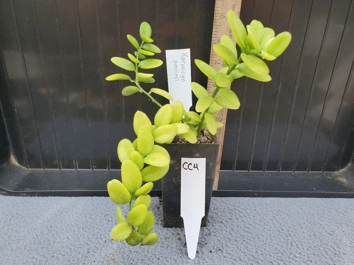 Xerosicyos perrieri Seeds | Madagascar Plant | Rare Succulent | Unique Collector's Gem | Easy Care Succulent Seeds