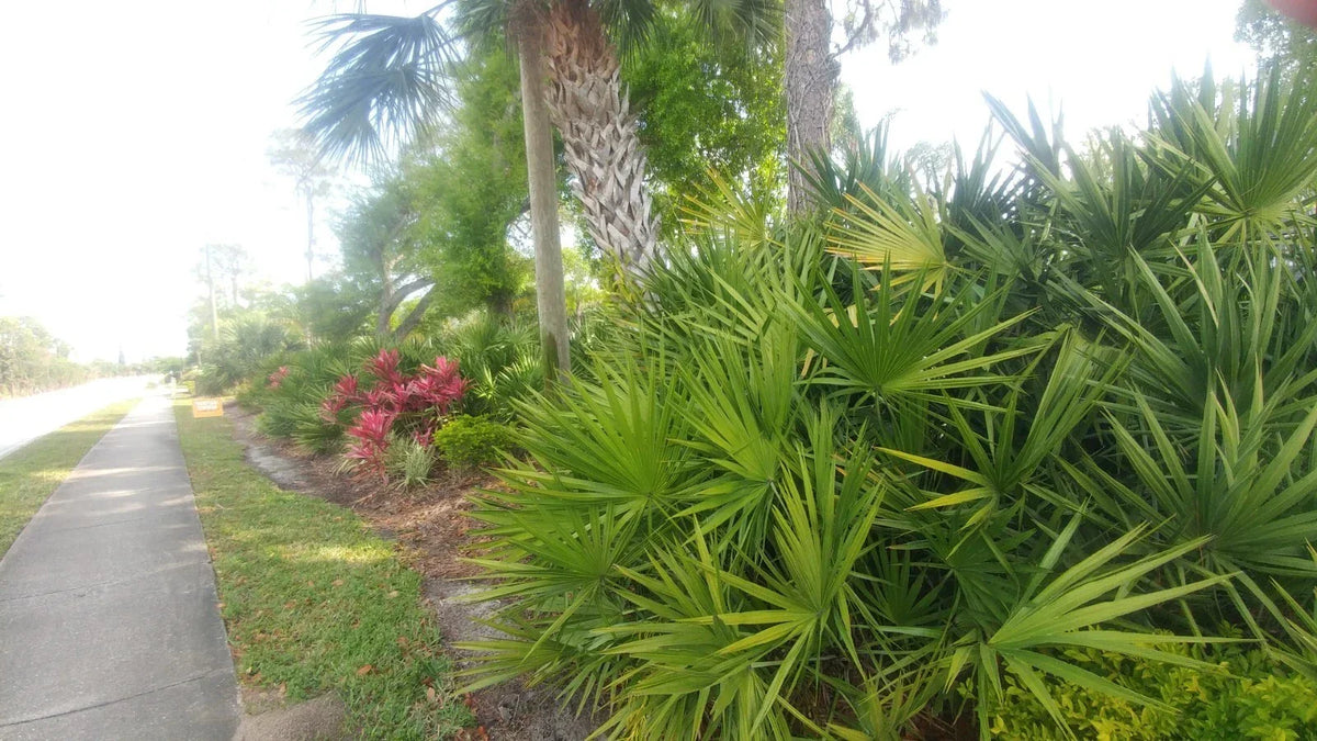 Florida Sabal Palmetto Palm Tree - 12"-20" Live Outdoor Plant, Rooted, Tropical Charm, Sabal palmetto