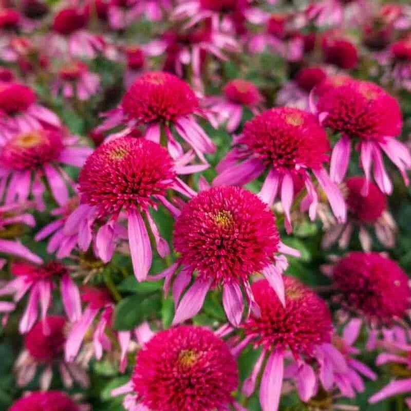 50 Bubble Gum Coneflower Seeds - Echinacea Purpurea - Perennial Pink Blooms for Garden Planting, Attracts Pollinators