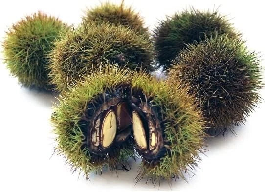 Japanese Silverleaf Chestnut Tree Seeds - Castanea crenata - Prolific Yielder - High Germination Rate - Edible Chestnuts
