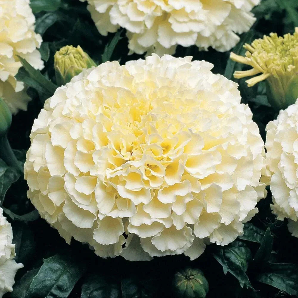 Moonlight Marigold Seeds | Packet of 50 | Large Double Flowers | Tagetes erecta | Heirloom Non-GMO, Soft Yellow Bloom