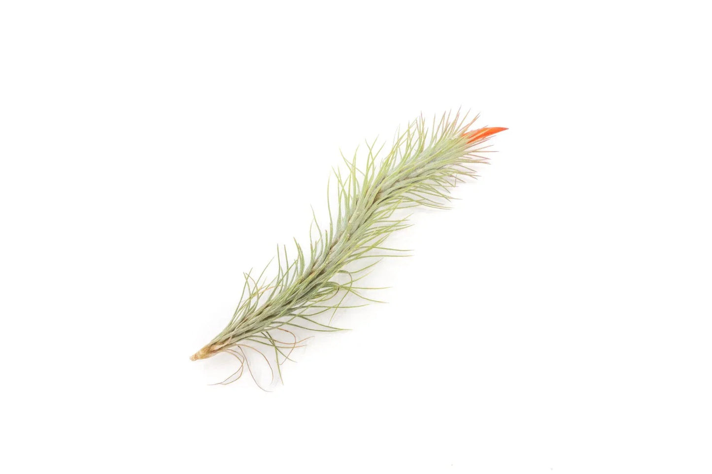 Pack of 5 Air Plants Tillandsia Funckiana - Easy Care Indoor Outdoor Live Air Plants - Sustainably Farmed