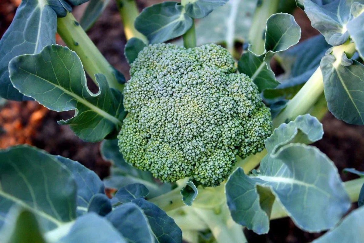 Organic Calabrese Broccoli Seeds - 50 Non-GMO Pesticide-Free Seeds - Brassica oleracea var. italica for Home Gardening