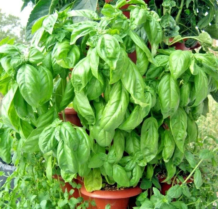 Organic Large Leaf Basil Seeds - 300+ Italian Variety for Container Gardening - Ocimum basilicum