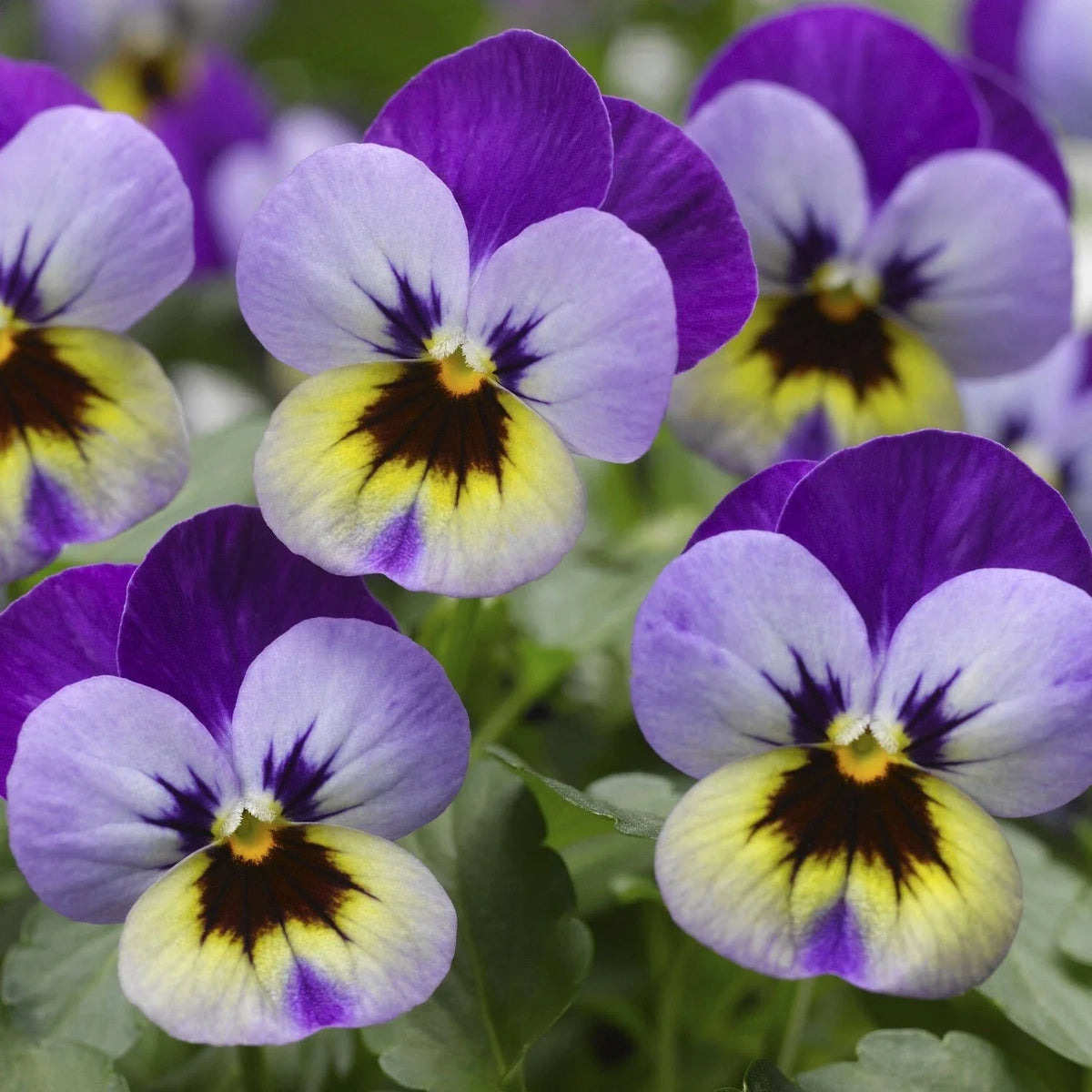Viola Seeds 50 Pack Violet Blue Fragrant Flowers Viola Deltini - Premium Garden Planting Seeds for Pollinator Attraction