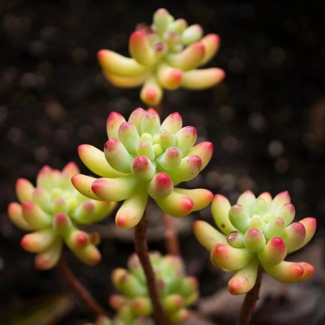 Rare Succulent Live Plant - 2-Inch Sedum pachyphyllum - Unique Green Foliage - Jelly Bean Plant - Fully Rooted Decor