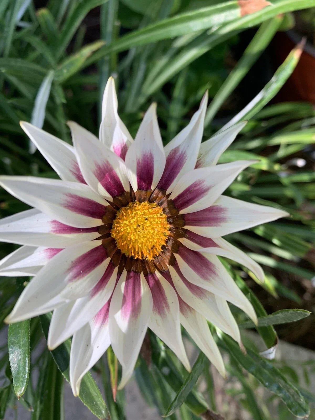 Gazania Rigens Perennial Plant in 4-Inch Pot - White Cherry and Yellow Flowers - Drought-Tolerant Ground Cover