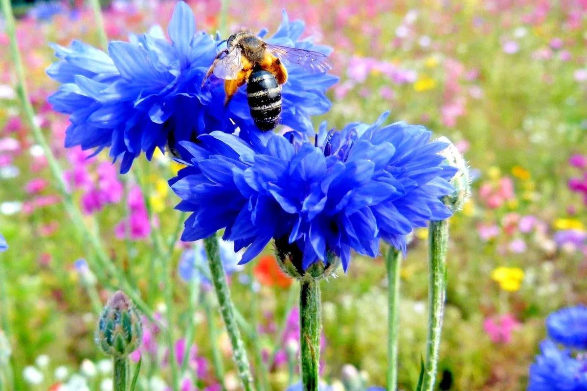 Dwarf Blue Bachelor Button Seeds - 300+ Non-GMO Centaurea cyanus - Deer Resistant, Cut Flowers for Garden & Dried Arrangements