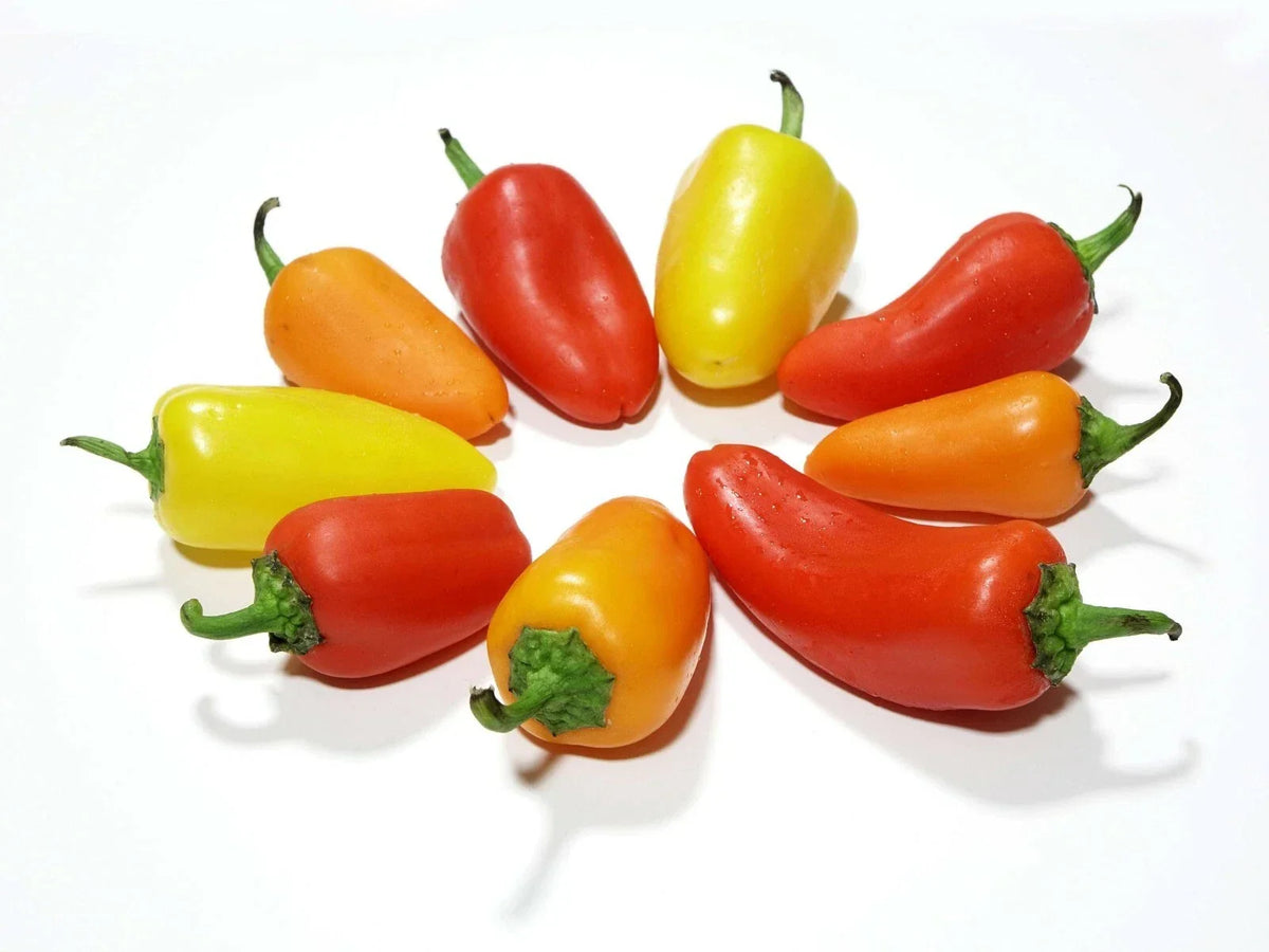 Santa Fe Grande Hot Pepper Seeds - Heirloom Capsicum annuum - Spicy Yellow-Orange Peppers for Salsas & Sauces - 20 Seeds