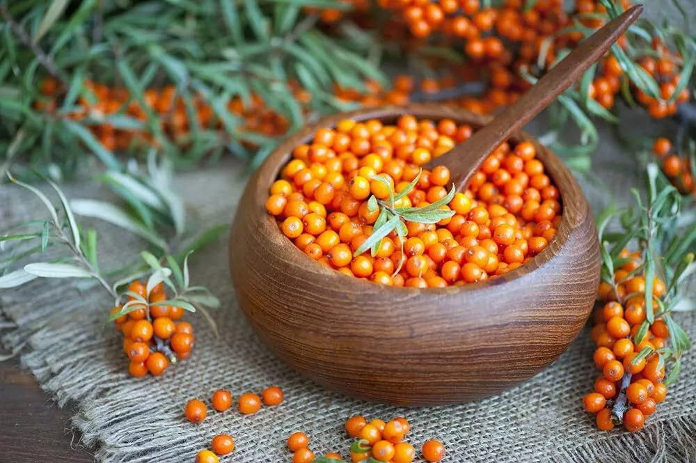 Seaberry Bush Seeds 100 Pack - Edible Hippophae rhamnoides - Nutrient-Rich Berry Seeds for Home Gardening