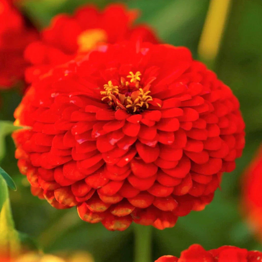 Zinnia Seeds - Cherry Queen Red - Pollinator Friendly Giant Scarlet Flower - Zinnia elegans - 50 Non-GMO Seeds