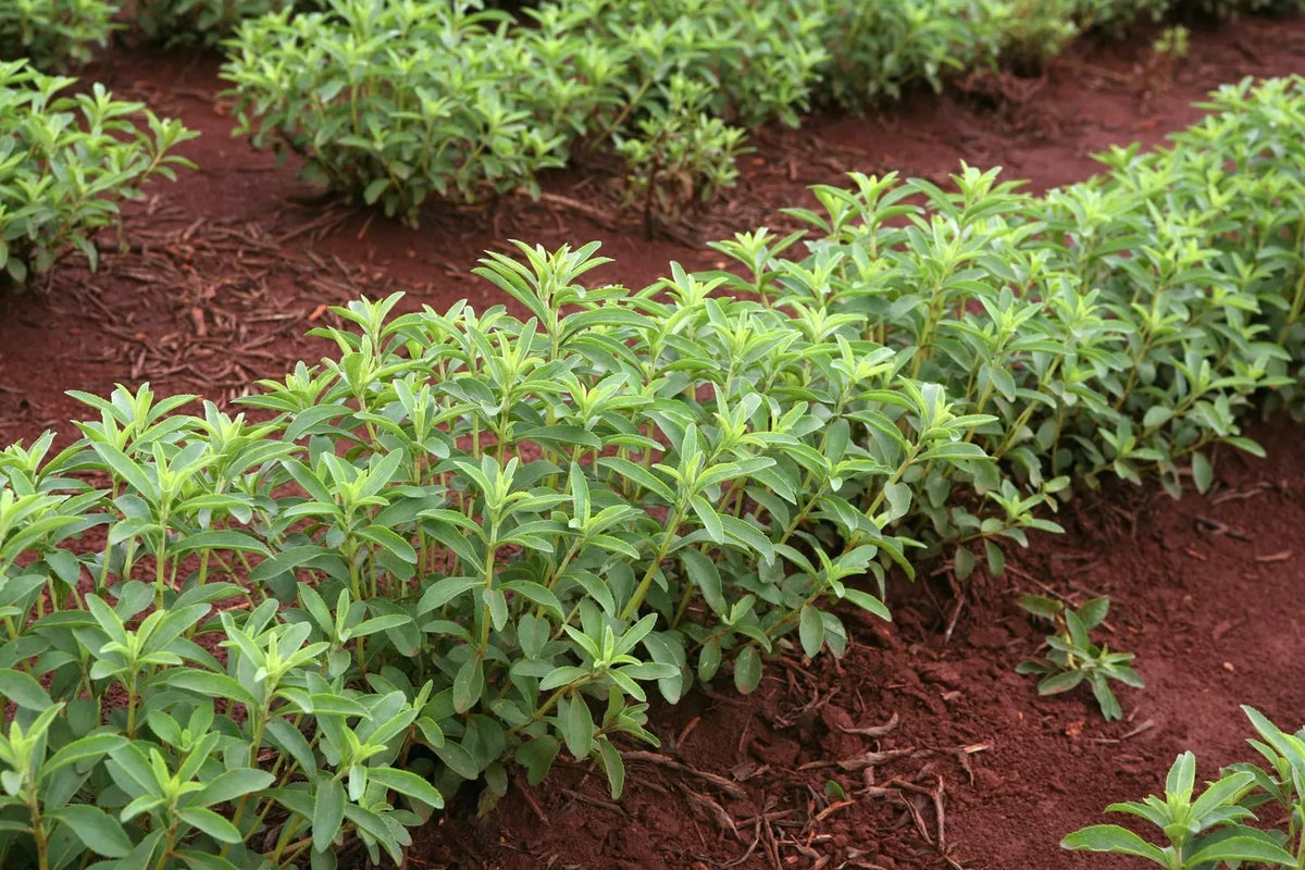 Stevia Seeds 250 Pack | Sweetleaf Herb Plant | Stevia rebaudiana | Natural Sugar Substitute for Gardening