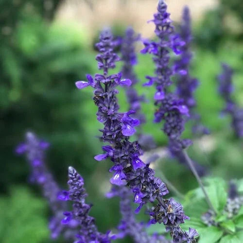 50 Salvia 'Playin' the Blues' Seeds, Perennial Flower Seeds, Vibrant Blue Blooms, Salvia guaranitica, US Seller