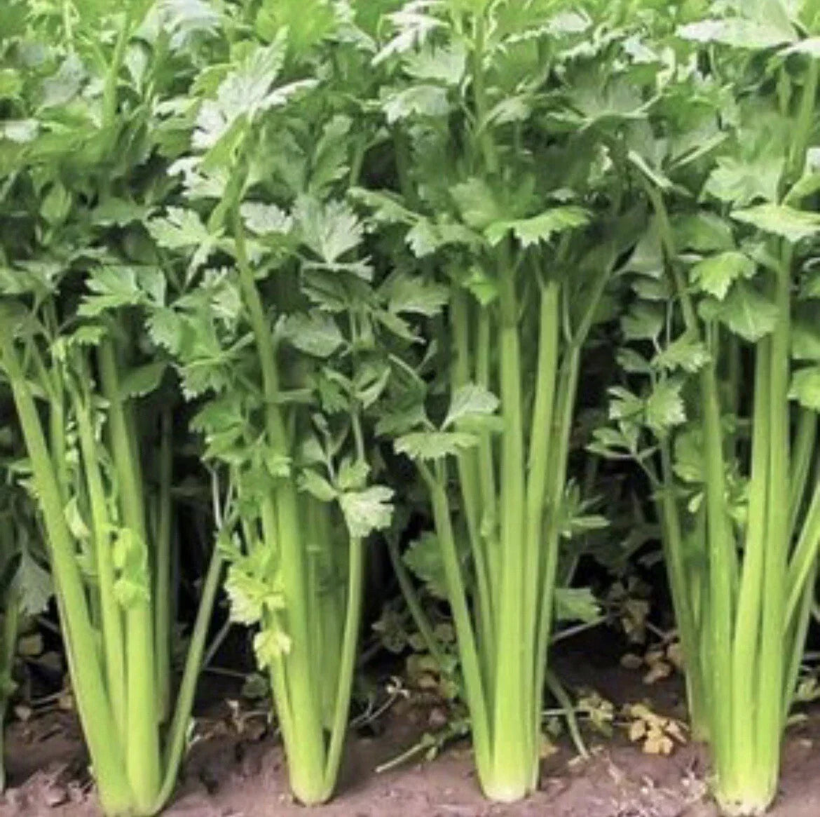 Chinese Celery Seeds, 300+ Non-GMO Heirloom, Apium graveolens var. secalinum, Ideal for Home Gardening and Culinary Use