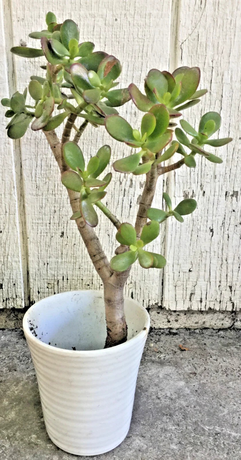 Big Jade Plant Live Succulent 14-16” Crassula ovata Real Tree Rooted Compact Indoor Greenery