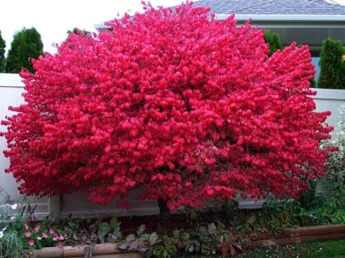 Dwarf Burning Bush Bare Root Plants - 10 Pack - Euonymus alatus 'Compactus' - Vibrant Red Foliage for Garden Borders