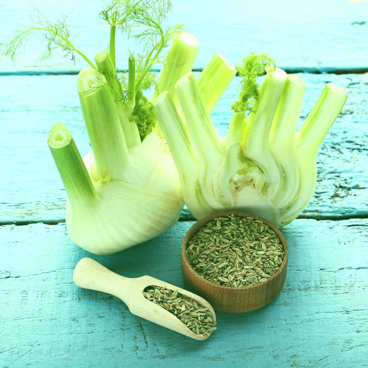 Florence Fennel Live Starter Plants Set of 2 - Foeniculum vulgare, Organic, Full Sun, Easy to Grow