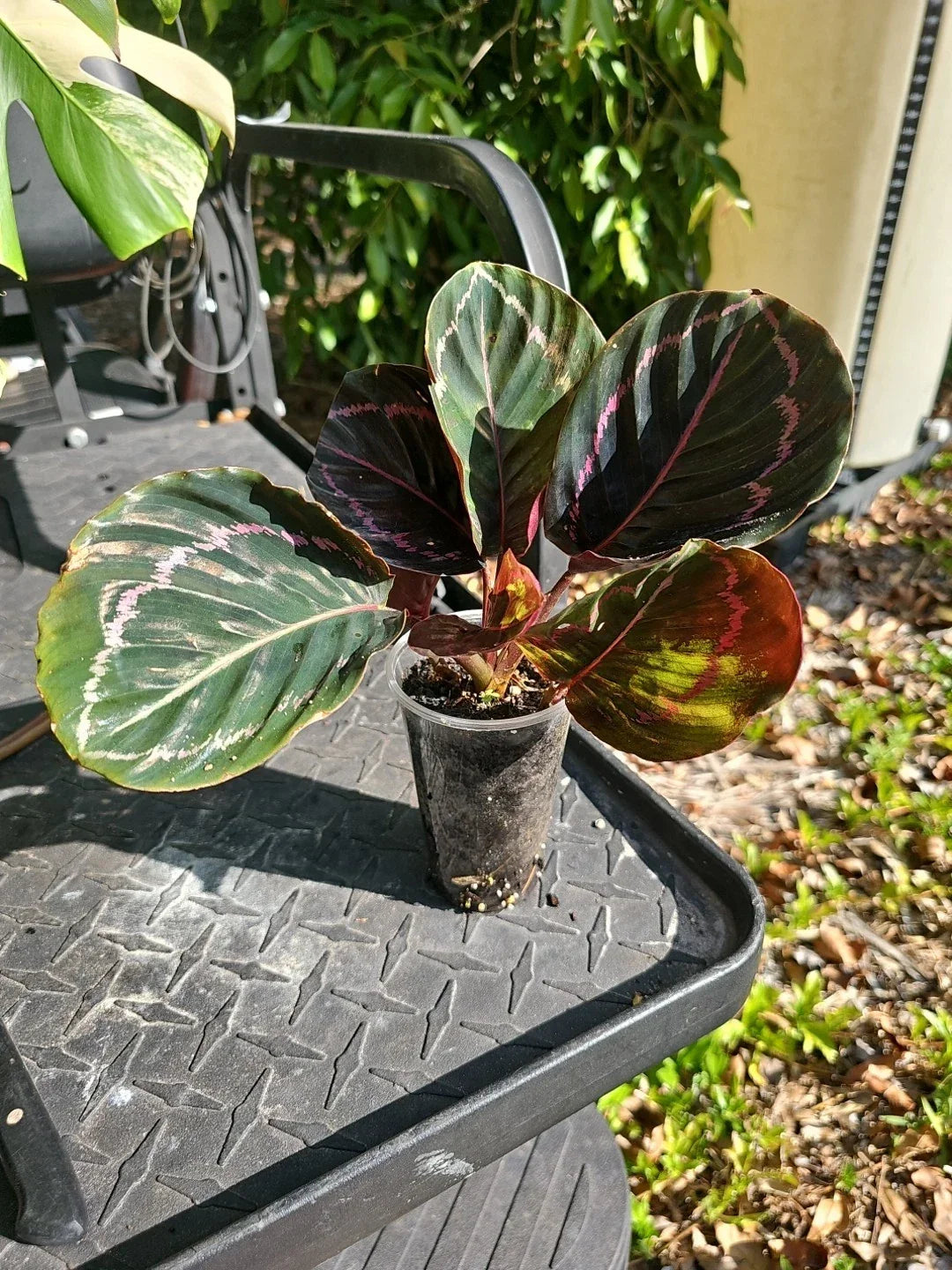 Calathea Roseopicta Dottie Plant 3 Inch | Goeppertia 'Black Rose' | Dark Green & Pink Foliage | Indoor Houseplant