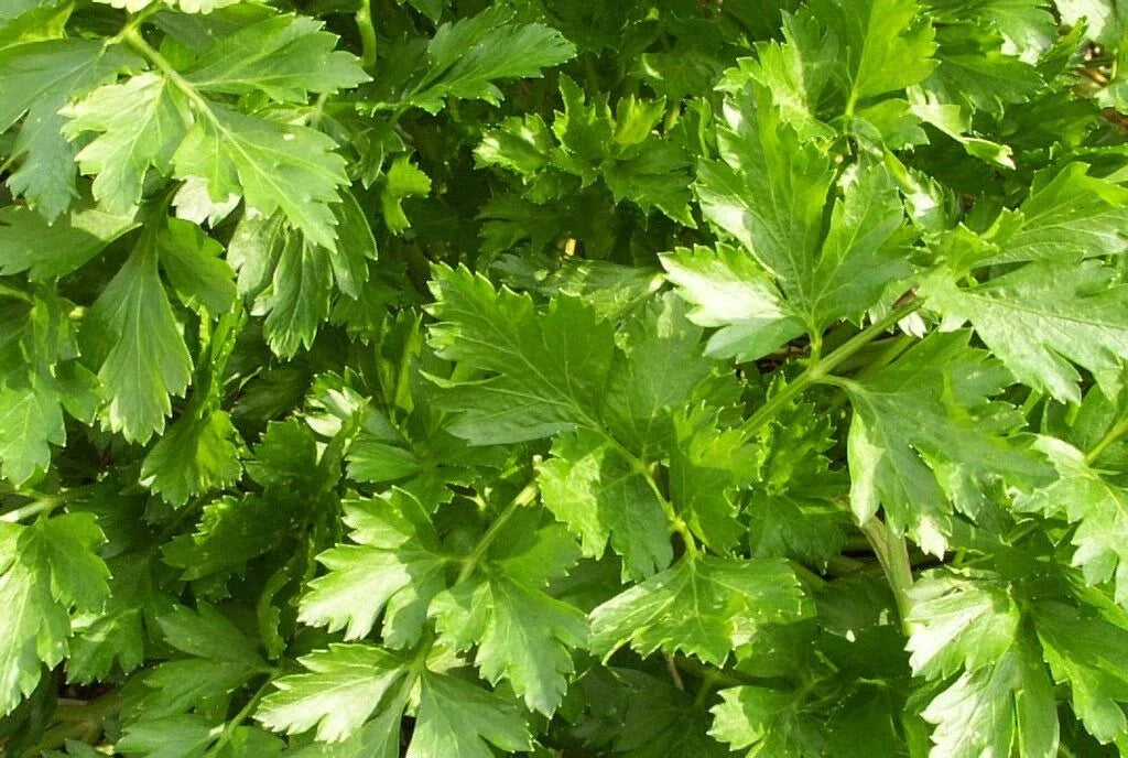 Organic Parsley Live Starter Plant - Giant of Italy Variety - Culinary Herb - Petroselinum crispum - Fresh and Easy to Grow