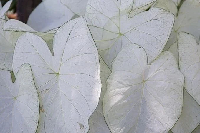 Caladium Bulbs for Planting – 2 Bulbs – Fancy Varieties – Easy & Fast Growing – Caladium bicolor