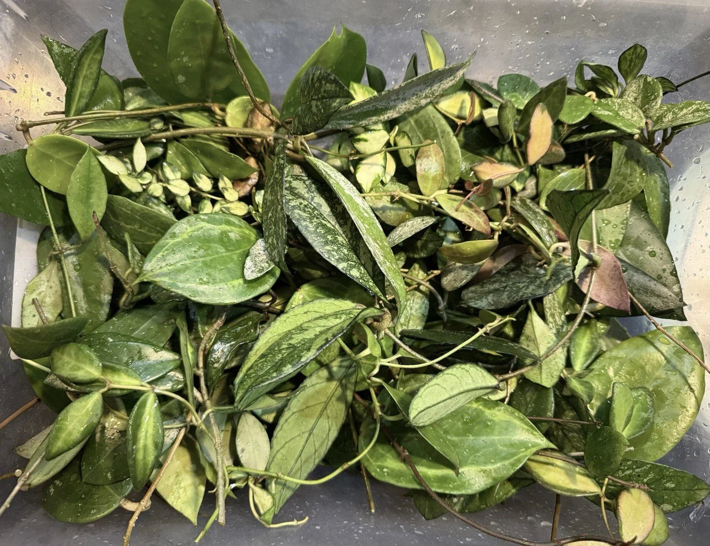 Hoya Cuttings Lot of 6 Rare Varieties, 3+ Nodes Each, Healthy Starter Plants, Hoya spp. for Propagation and Indoor Gardening