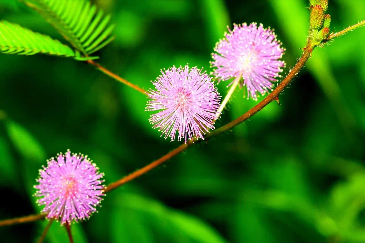 Sensitive Plant Seeds - 100 Count - Mimosa Pudica - Fast-Growing Tropical Exotic Flower Seeds - Interactive Garden Plant