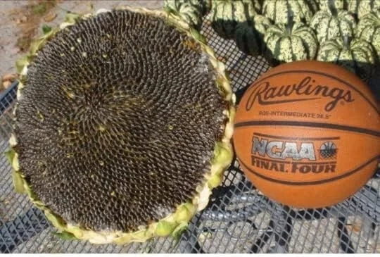 Giant Mongolian Sunflower Seeds - 50+ Heirloom Non-GMO - Helianthus annuus - Vibrant Yellow Blooms for Garden Focal Points