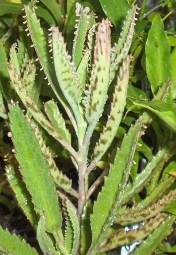 Leopard Mother of Thousands Plant - Kalanchoe Daigremontiana - Succulent Starter Plant for Indoor Decor and Gardens