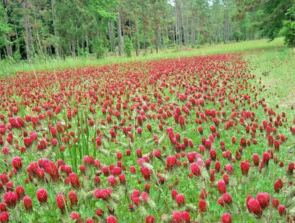 Crimson Clover Seeds 1000+ Count Groundcover Wildflower Trifolium incarnatum for Pollinators and Soil Health