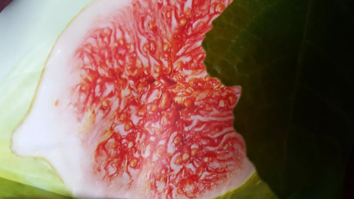 Fig Tree Seeds - 10 Seeds - Brown Turkey Variety - Ficus carica - Sweet Figs for Home Garden, Easy to Grow, Full Sun