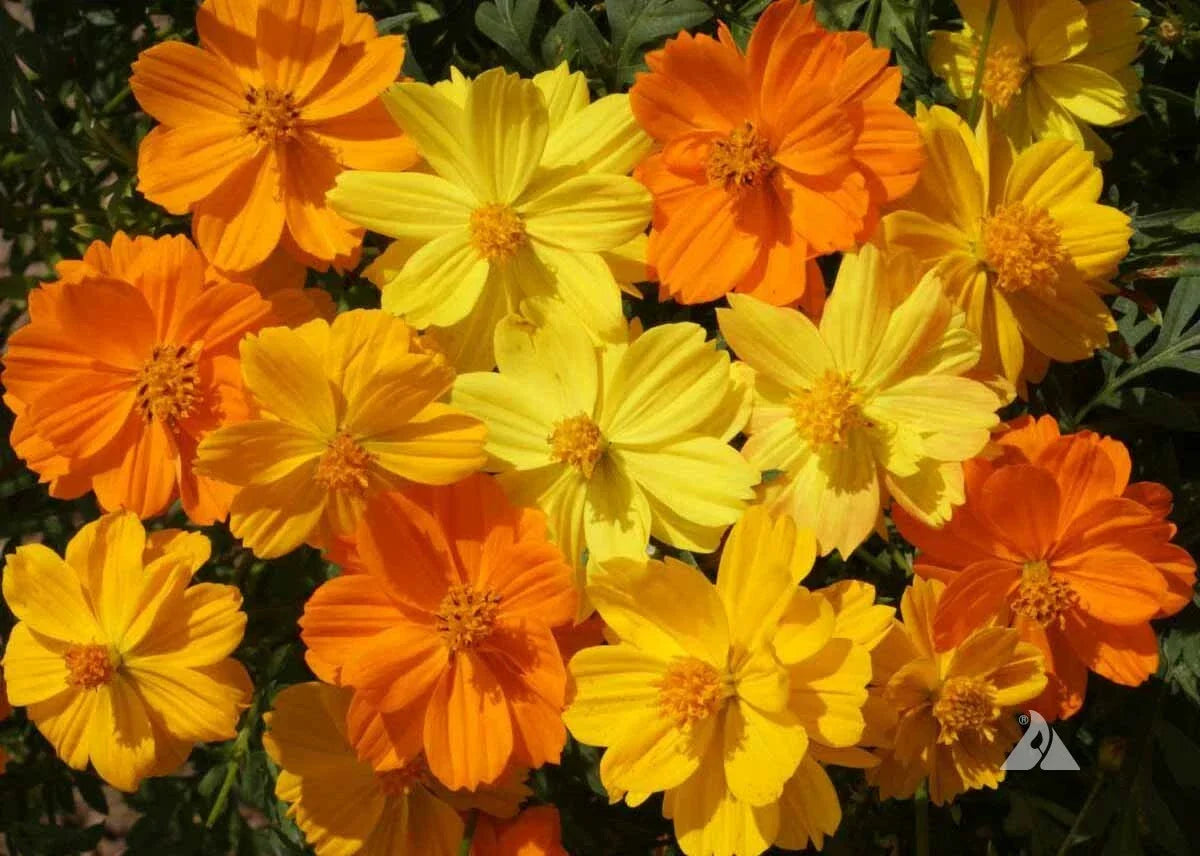 Cosmos Seeds - 200 Non-GMO Sulphur Dwarf Mix - Orange Yellow Gold - Attracts Butterflies & Bees - Cosmos bipinnatus