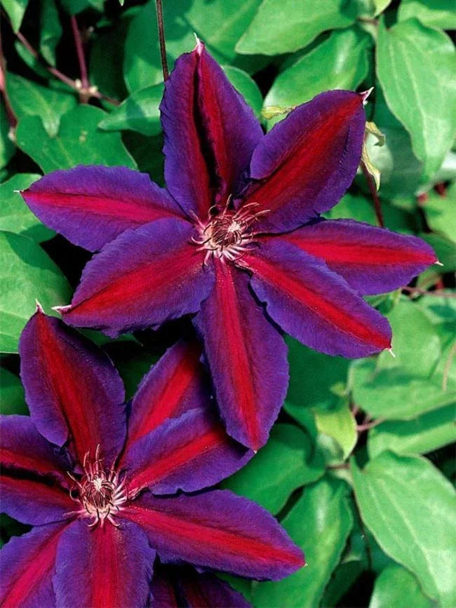 Clematis Seeds 25 Pack, Purple Red Climbing Flower, Clematis viticella - Perennial Garden Bloom