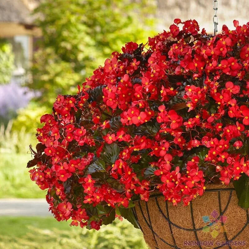 25+ Hula Red Begonia Seeds - Vibrant Red Flowers - Begonia x tuberhybrida - USA Grown, Ideal for Garden Planting