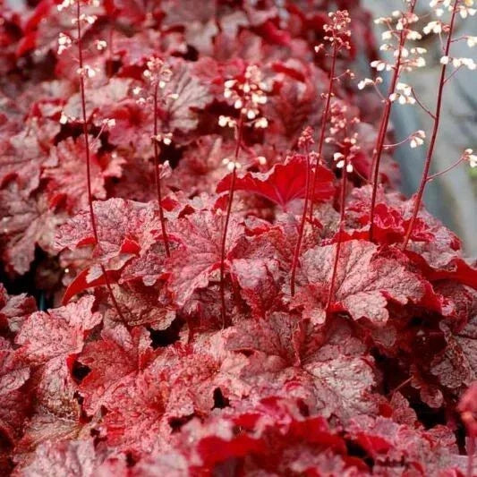 Heuchera Plant 4" Pot Forever Red Deep Red Foliage Heuchera 'Forever Red'