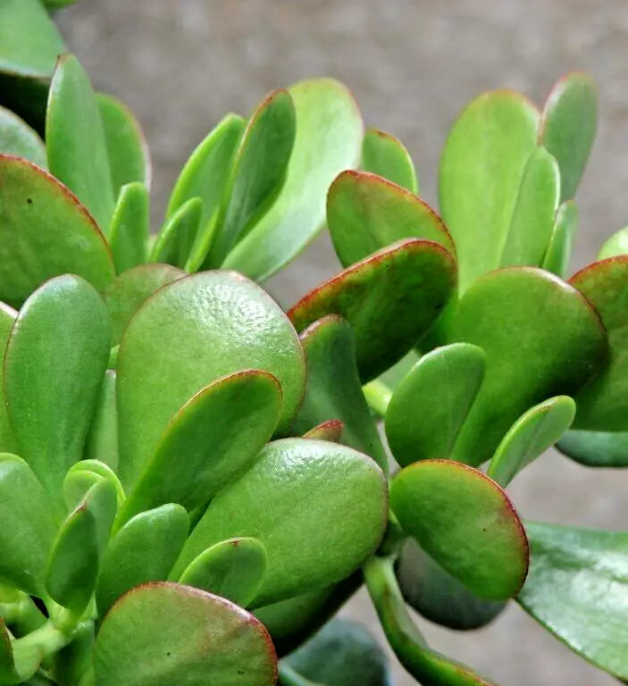 Succulent Crassula Ovata 4-6" Green Jade Money Plant Tree with White Blooms - Easy Care Indoor Plant