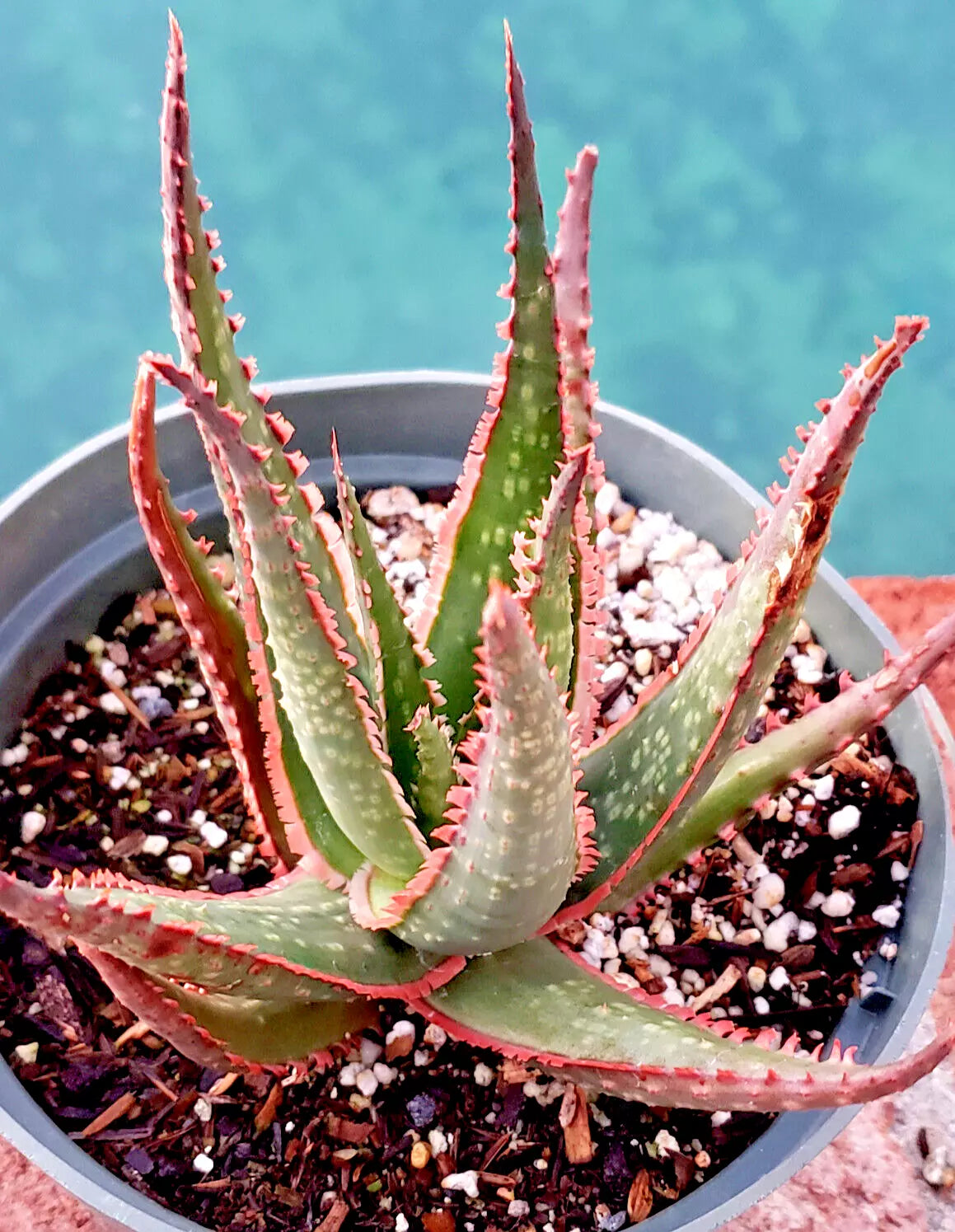 Aloe 'Krakatoa' Potted Plant - 6" Diameter Succulent - Vibrant Red and Green Leaves - Aloe Hybrid