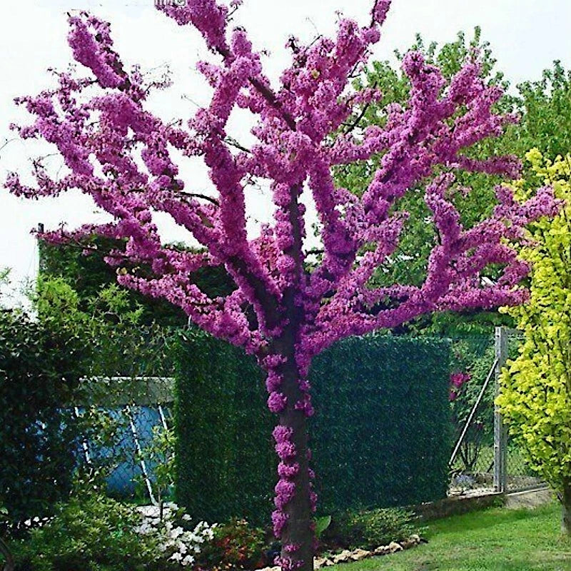 Judas Tree Seeds - Cercis siliquastrum - Mediterranean Redbud - Fast Growing, Hardy - Approximately 25 Seeds