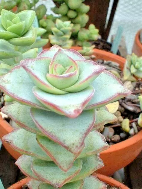 Succulent Live Plant 2" Crassula Perforata String of Buttons - Easy Care Indoor/Outdoor, Green with Pink Edges