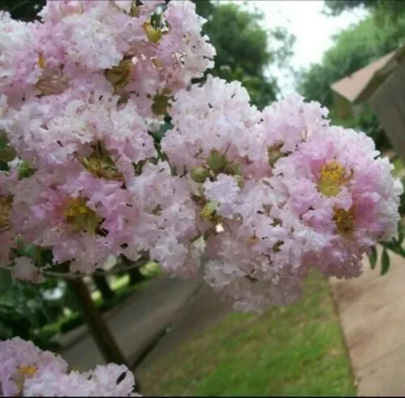 20 Cape Myrtle Seeds | Pale Pink Perennial Flowering Tree | Lagerstroemia indica | US Seller