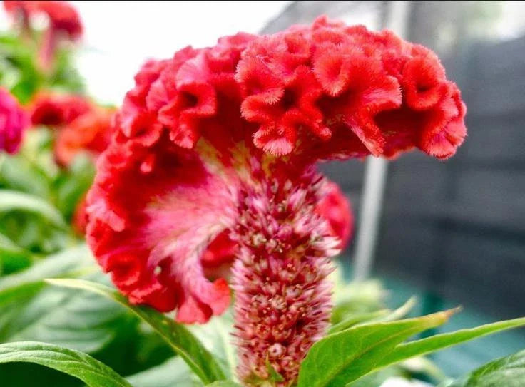 Cockscomb Flower Seeds - 63+ Pack - Celosia Cristata - Colorful Annual for Gardens & Pollinators - Non-GMO