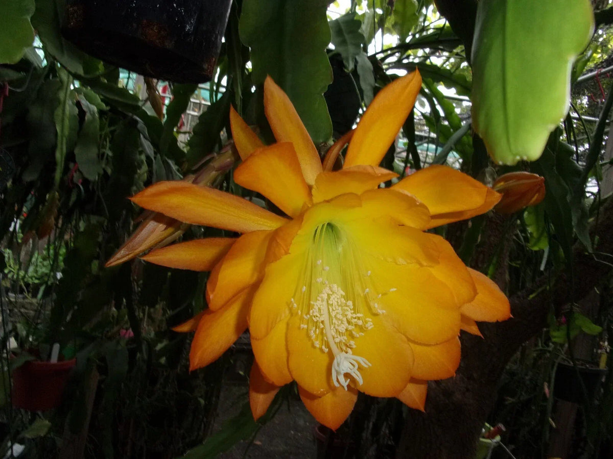 Epiphyllum Orchid Cactus Cutting - Spiced Takuan - Fragrant Variety - Easy Care for Indoor Gardening - Epiphyllum spp.