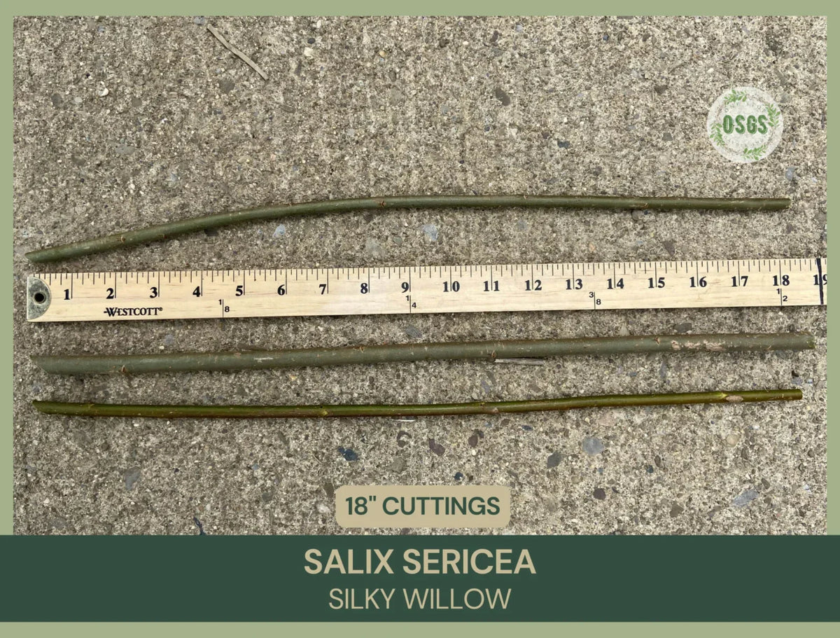 Silky Willow Cuttings Lot of 5 | 18" Fresh Salix sericea | Native Plant for Propagation and Landscaping