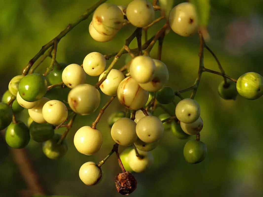 Chinaberry Tree Seeds 20 Pack - Pride Variety - Melia Azedarach - Fast Growing, Attractive Foliage, Low Maintenance